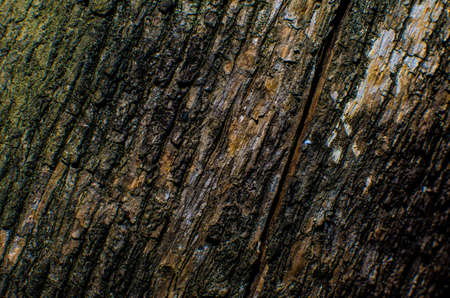 Trees occur naturally beautiful with different textures can be used in various fields as well.の写真素材
