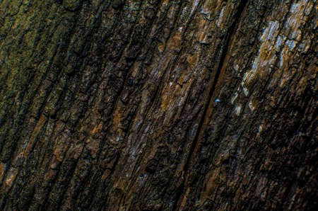 Trees occur naturally beautiful with different textures can be used in various fields as well.の写真素材