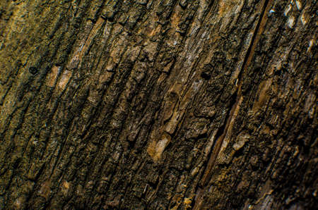 Trees occur naturally beautiful with different textures can be used in various fields as well.の写真素材