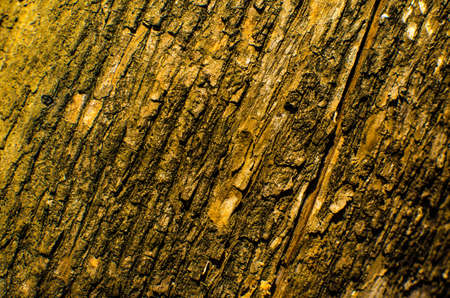 Trees occur naturally beautiful with different textures can be used in various fields as well.の写真素材