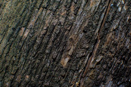 Trees occur naturally beautiful with different textures can be used in various fields as well.の写真素材