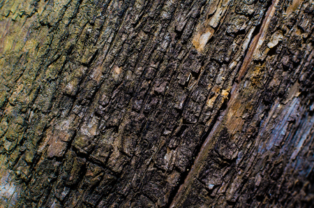 Trees occur naturally beautiful with different textures can be used in various fields as well.の写真素材