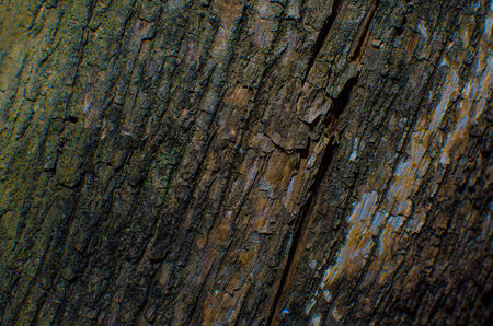 Trees occur naturally beautiful with different textures can be used in various fields as well.の写真素材