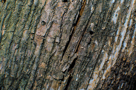 Trees occur naturally beautiful with different textures can be used in various fields as well.の写真素材