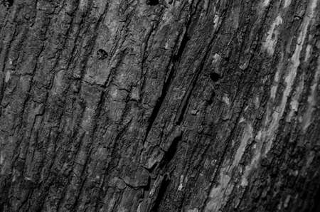 Trees occur naturally beautiful with different textures can be used in various fields as well.の写真素材