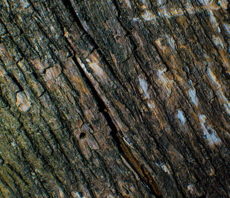 Trees occur naturally beautiful with different textures can be used in various fields as well の写真素材