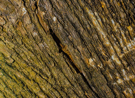 Trees occur naturally beautiful with different textures can be used in various fields as well の写真素材