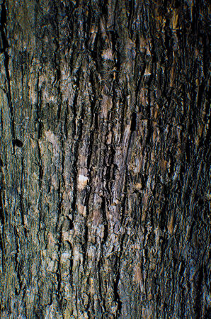 Trees occur naturally beautiful with different textures can be used in various fields as well の写真素材