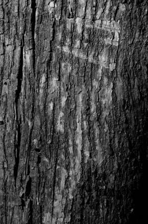 Trees occur naturally beautiful with different textures can be used in various fields as well の写真素材