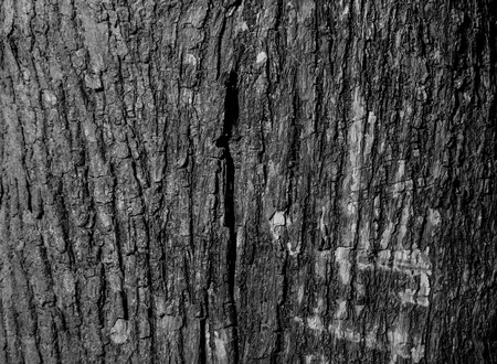 Trees occur naturally beautiful with different textures can be used in various fields as well の写真素材