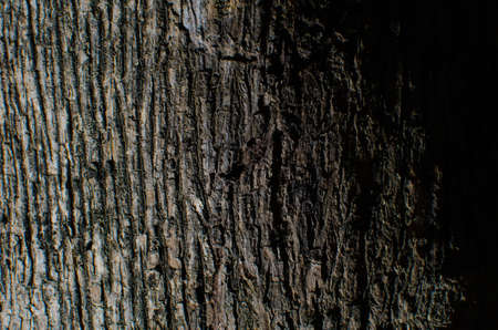 Trees occur naturally beautiful with different textures can be used in various fields as well の写真素材
