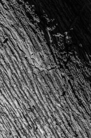 Trees occur naturally beautiful with different textures can be used in various fields as well の写真素材