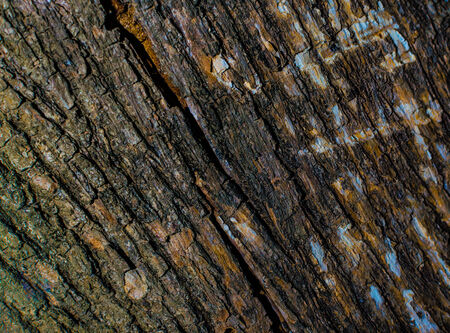 Trees occur naturally beautiful with different textures can be used in various fields as well の写真素材