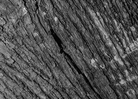 Trees occur naturally beautiful with different textures can be used in various fields as well の写真素材