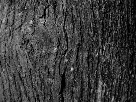Trees occur naturally beautiful with different textures can be used in various fields as well の写真素材