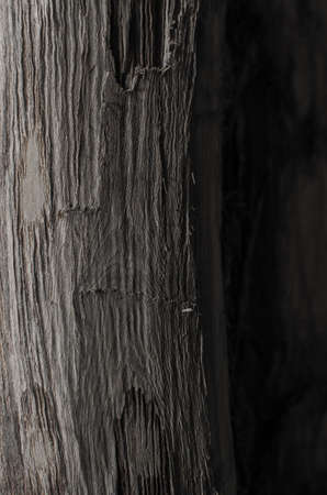 Trees occur naturally beautiful with different textures can be used in various fields as well の写真素材