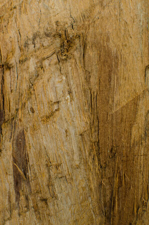 Trees occur naturally beautiful with different textures can be used in various fields as well の写真素材