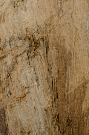 Trees occur naturally beautiful with different textures can be used in various fields as well の写真素材
