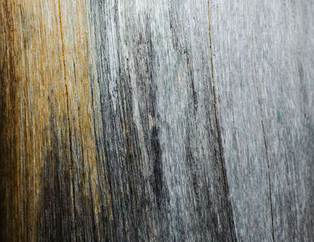 Trees occur naturally beautiful with different textures can be used in various fields as well の写真素材