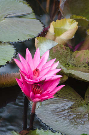 Lotus of Thailand is a beautiful species  Bloom in the early morning sun light の写真素材
