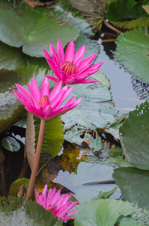 Lotus of Thailand is a beautiful species  Bloom in the early morning sun light の写真素材