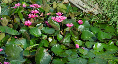 Lotus of Thailand is a beautiful species  Bloom in the early morning sun light の写真素材