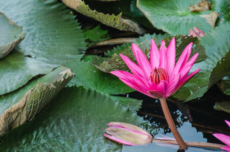 Lotus of Thailand is a beautiful species  Bloom in the early morning sun light の写真素材