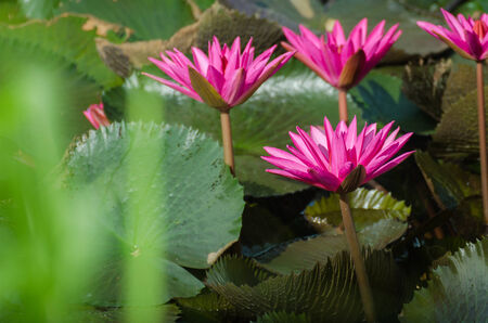 Lotus of Thailand is a beautiful species  Bloom in the early morning sun light の写真素材