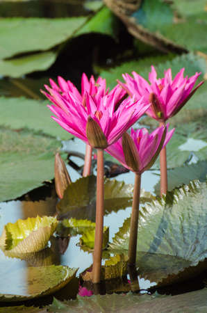 Lotus of Thailand is a beautiful species  Bloom in the early morning sun light の写真素材