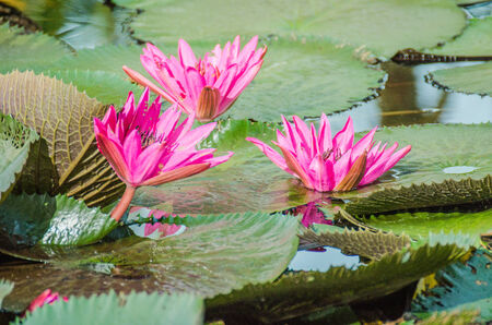 Lotus of Thailand is a beautiful species  Bloom in the early morning sun light の写真素材