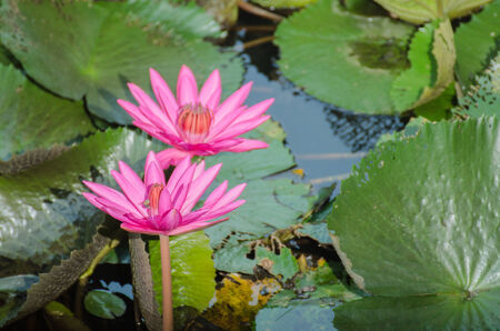 Lotus of Thailand is a beautiful species  Bloom in the early morning sun light の写真素材