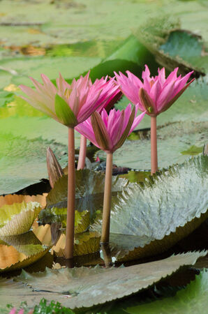 Lotus of Thailand is a beautiful species  Bloom in the early morning sun light の写真素材