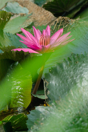 Lotus of Thailand is a beautiful species  Bloom in the early morning sun light の写真素材