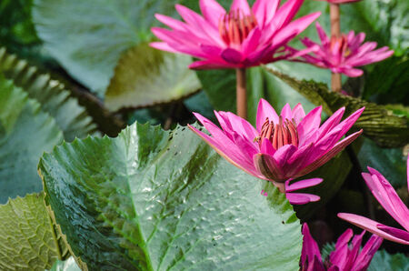 Lotus of Thailand is a beautiful species  Bloom in the early morning sun light の写真素材