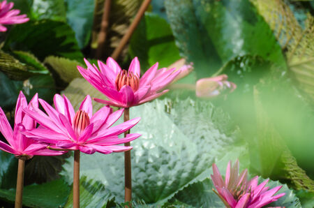 Lotus of Thailand is a beautiful species  Bloom in the early morning sun light の写真素材