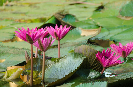 Lotus of Thailand is a beautiful species  Bloom in the early morning sun light の写真素材