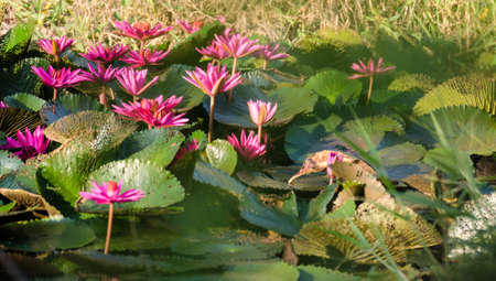 Lotus of Thailand is a beautiful species  Bloom in the early morning sun light の写真素材
