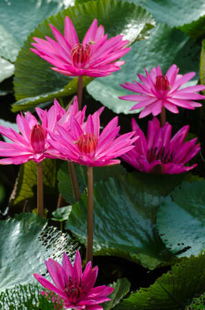 Lotus of Thailand is a beautiful species  Bloom in the early morning sun light の写真素材