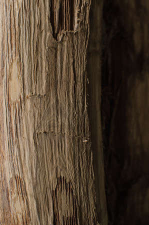 Trees occur naturally beautiful with different textures can be used in various fields as well の写真素材