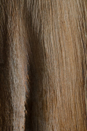 Trees occur naturally beautiful with different textures can be used in various fields as well の写真素材