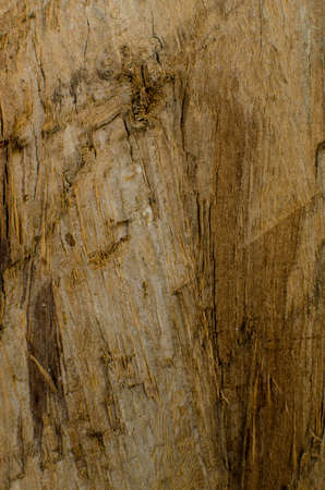 Trees occur naturally beautiful with different textures can be used in various fields as well の写真素材