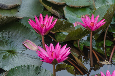 Lotus of Thailand is a beautiful species  Bloom in the early morning sun light の写真素材