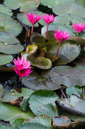 Lotus of Thailand is a beautiful species  Bloom in the early morning sun light の写真素材