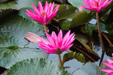 Lotus of Thailand is a beautiful species  Bloom in the early morning sun light の写真素材