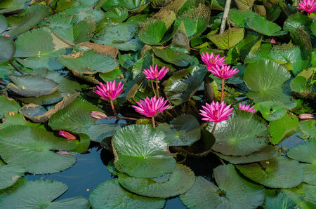 Lotus of Thailand is a beautiful species  Bloom in the early morning sun light の写真素材