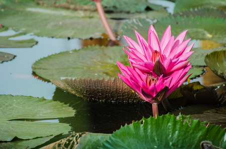 Lotus of Thailand is a beautiful species  Bloom in the early morning sun light の写真素材