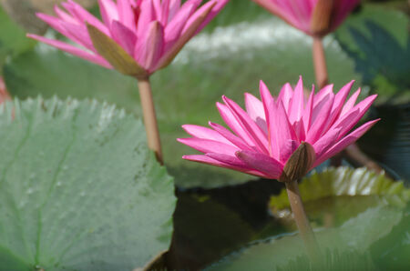 Lotus of Thailand is a beautiful species  Bloom in the early morning sun light の写真素材