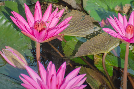 Lotus of Thailand is a beautiful species  Bloom in the early morning sun light の写真素材