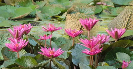 Lotus of Thailand is a beautiful species  Bloom in the early morning sun light の写真素材