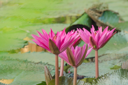 Lotus of Thailand is a beautiful species  Bloom in the early morning sun light の写真素材